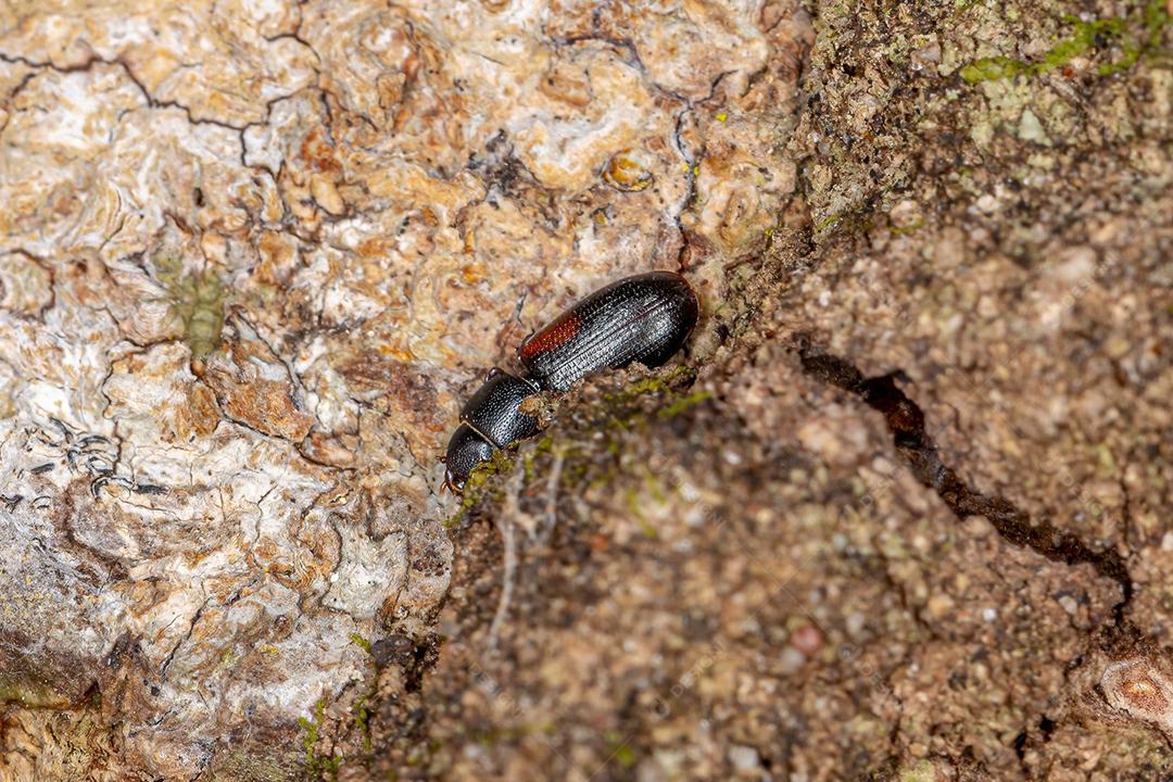 Pequeno besouro negro cosmopolita do gênero Tenebroides