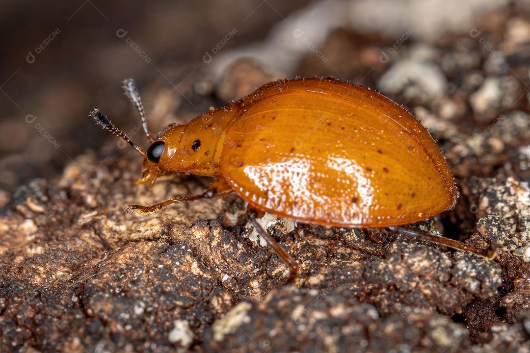 Besouro Fungo Agradável da Família Erotilidae