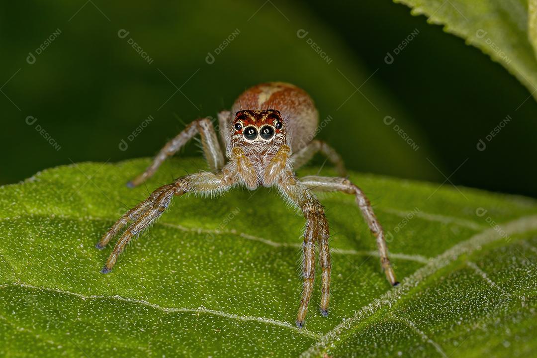 Aranha saltadora masculina do gênero Frigga