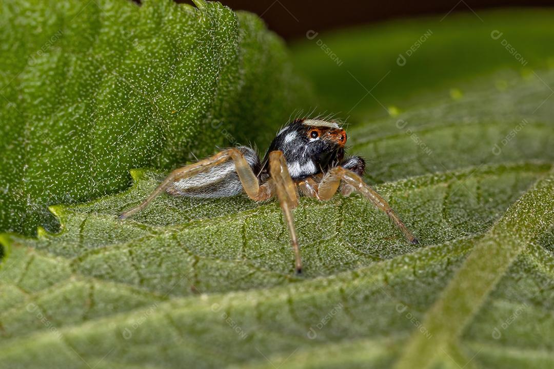 Aranha de salto macho pequena do gênero Chira