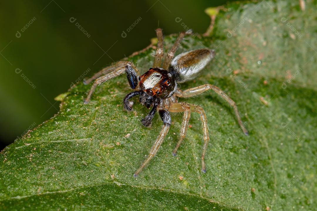 Aranha de salto macho pequena do gênero Chira