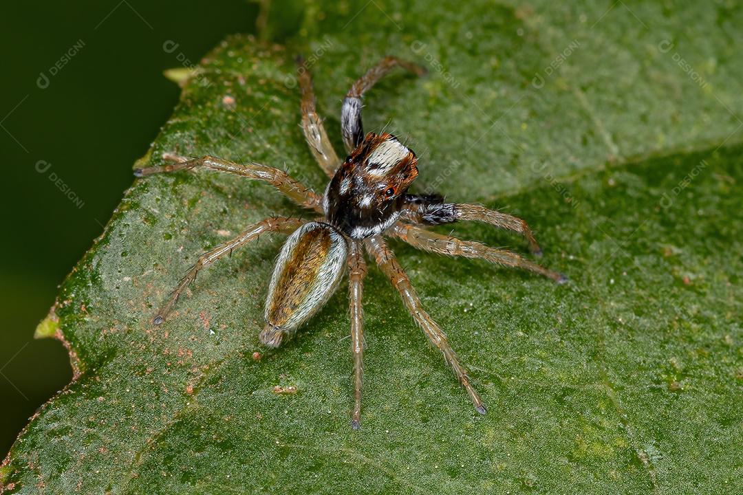 Aranha de salto macho pequena do gênero Chira