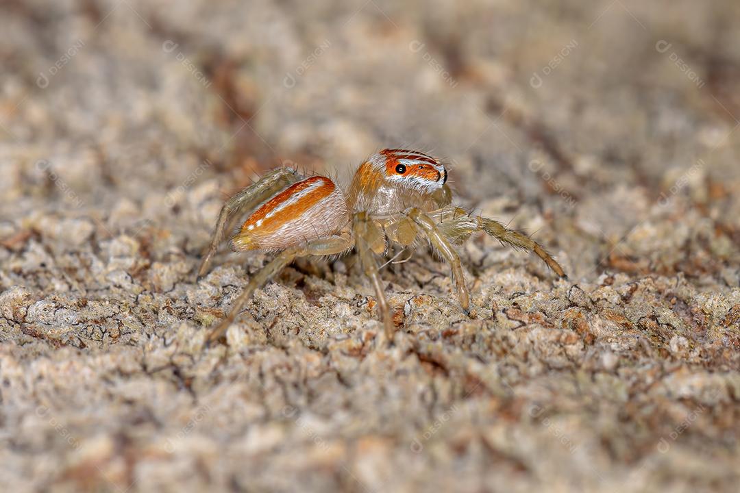 Aranha de salto macho pequena do gênero Chira