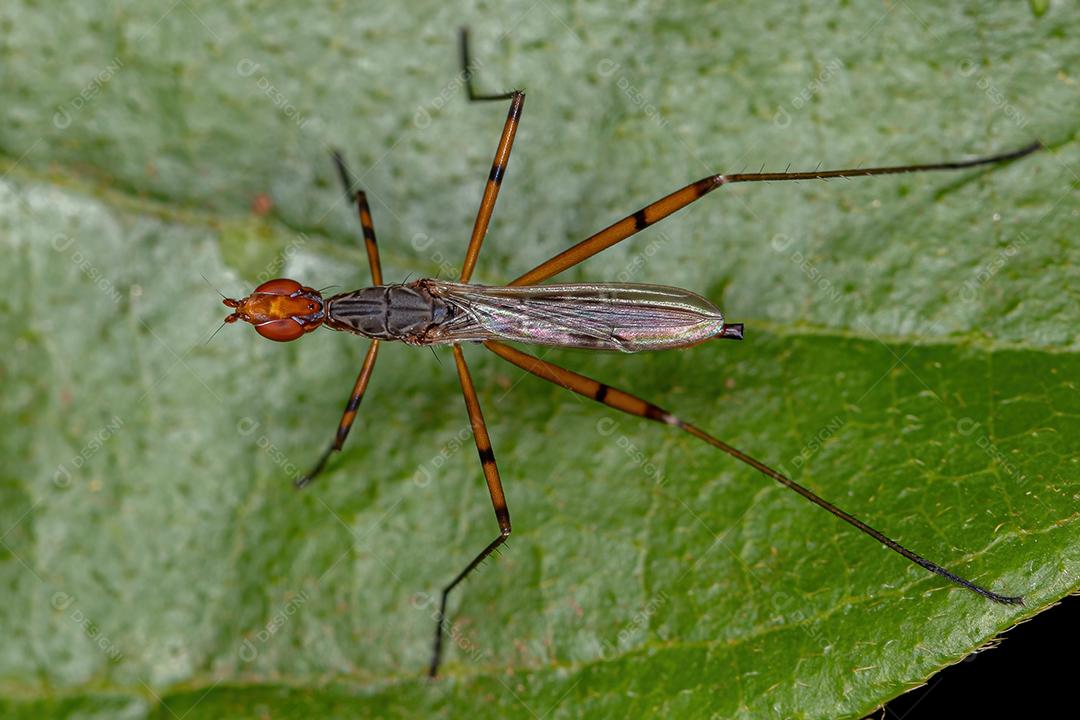 Mosca Pernilonga Adulta do Gênero Micropeza