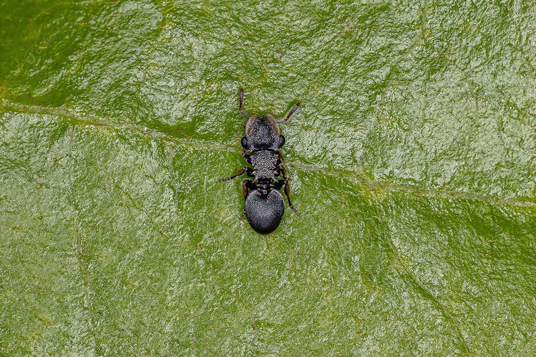 Formiga-tartaruga-preta adulta do gênero Cephalotes