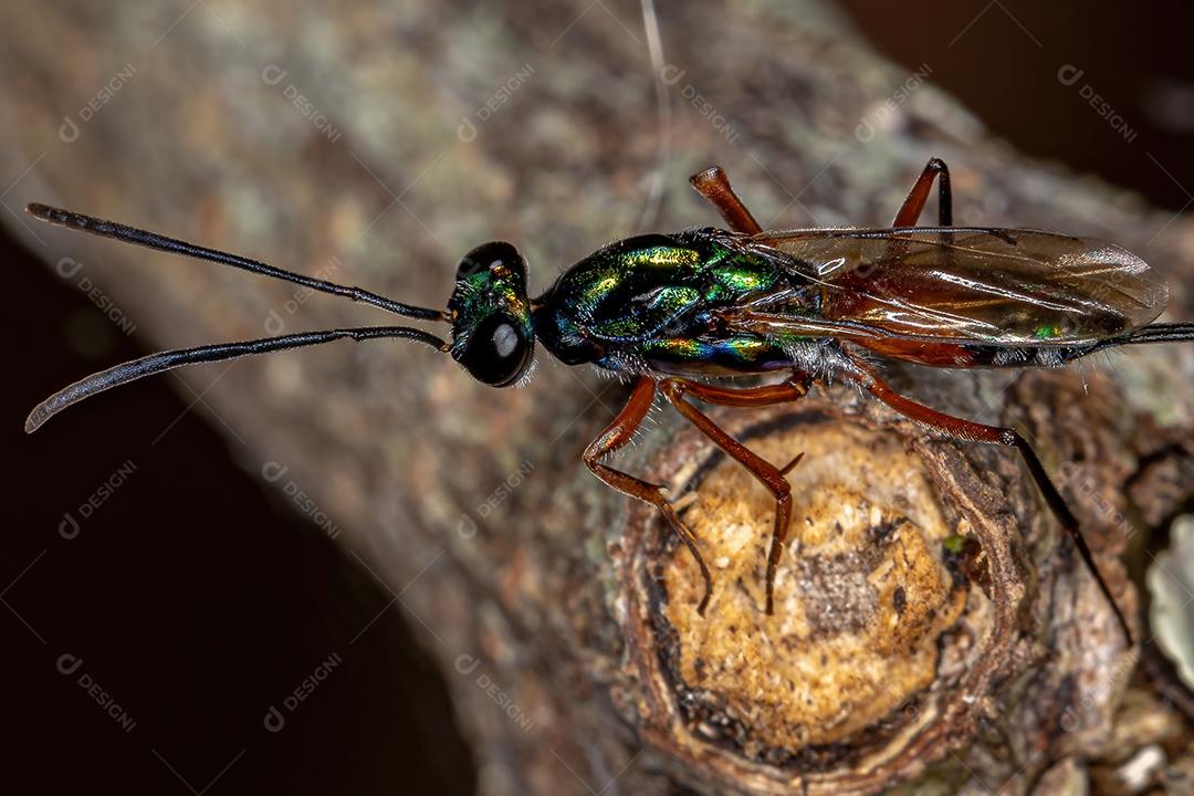 Vespa Calcidoide adulta da Superfamília Chalcidoidea