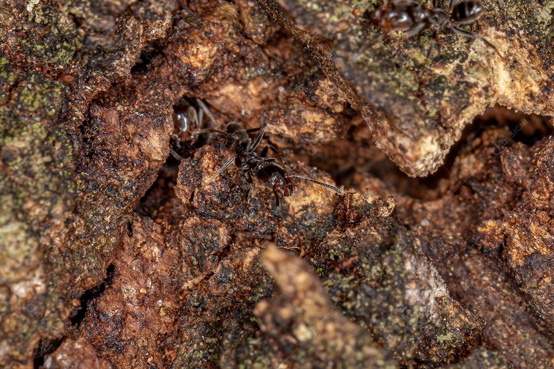 Formiga Cecropia adulta do gênero Azteca