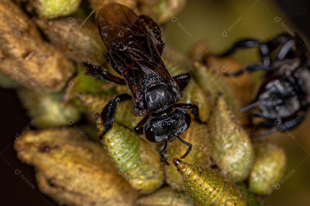 Abelha sem ferrão fêmea adulta do gênero Trigona