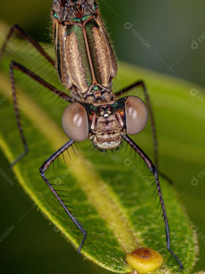 Adul Rubyspot Damselfly Inseto do Gênero Hetaerina