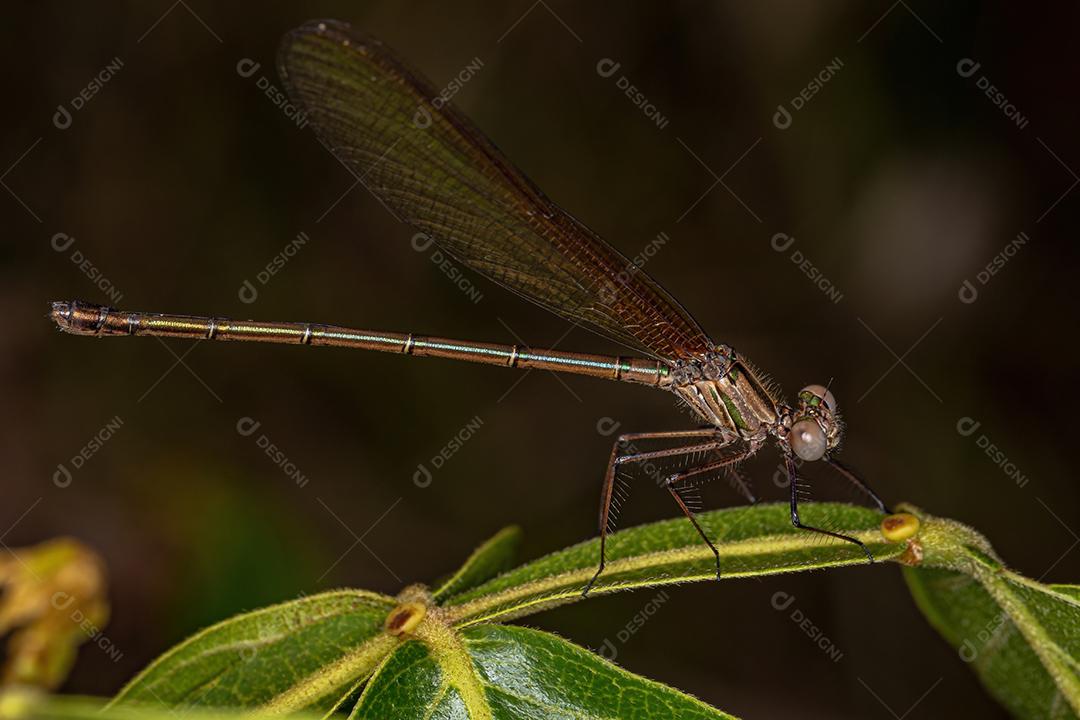 Adul Rubyspot Damselfly Inseto do Gênero Hetaerina