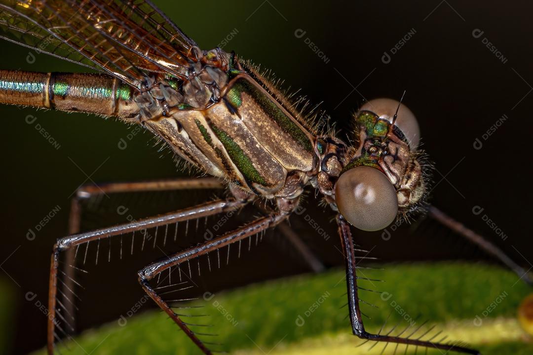 Adul Rubyspot Damselfly Inseto do Gênero Hetaerina