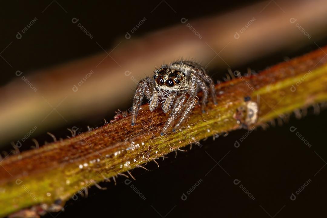 Pequena aranha saltadora do gênero Pachomius