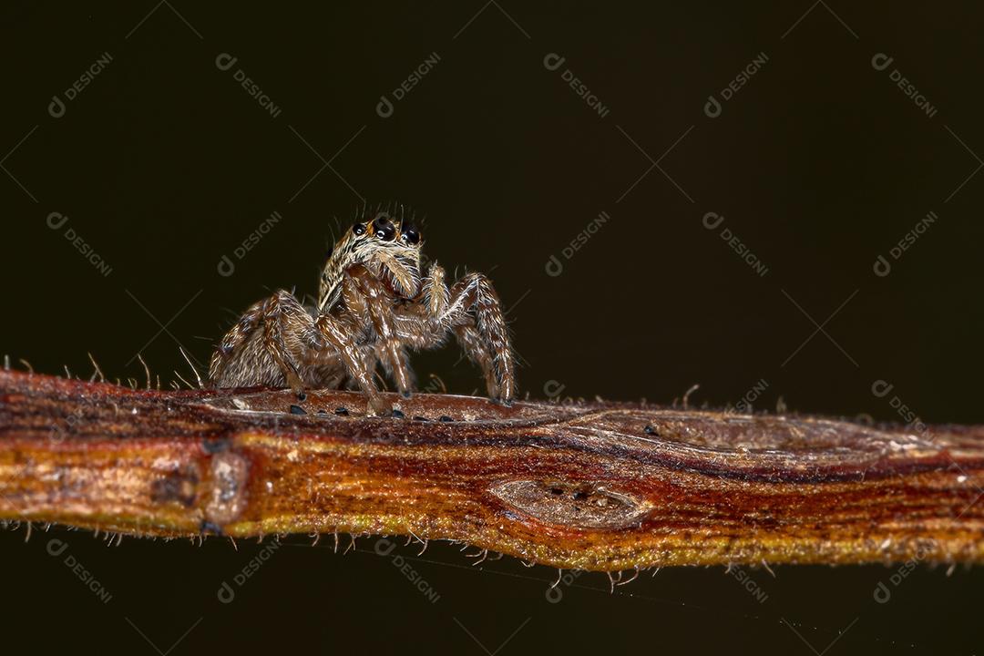 Pequena aranha saltadora do gênero Pachomius