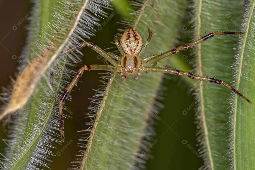 Aranha-caranguejo macho adulto da família Thomisidae
