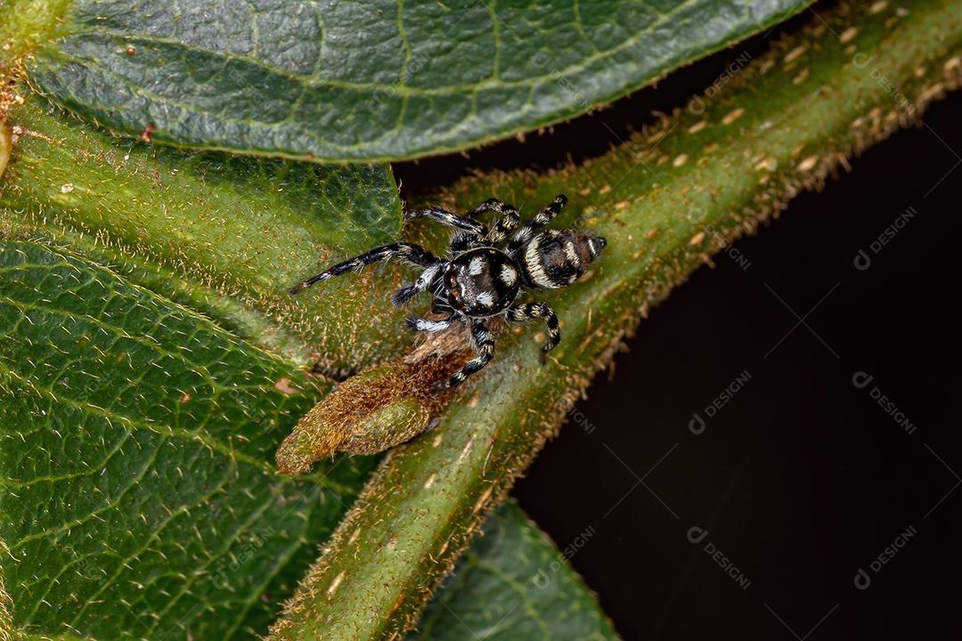 Pequena aranha saltadora do gênero Pachomius