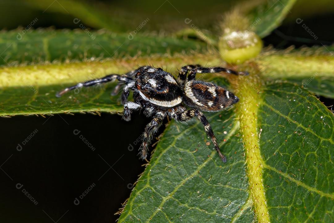 Pequena aranha saltadora do gênero Pachomius