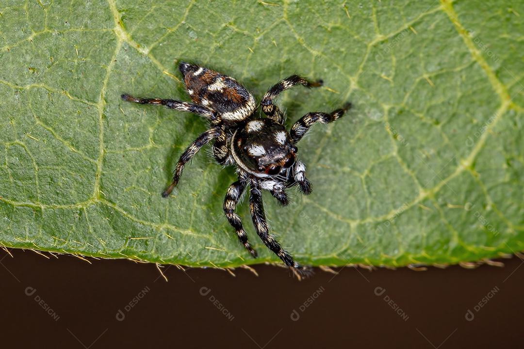 Pequena aranha saltadora do gênero Pachomius