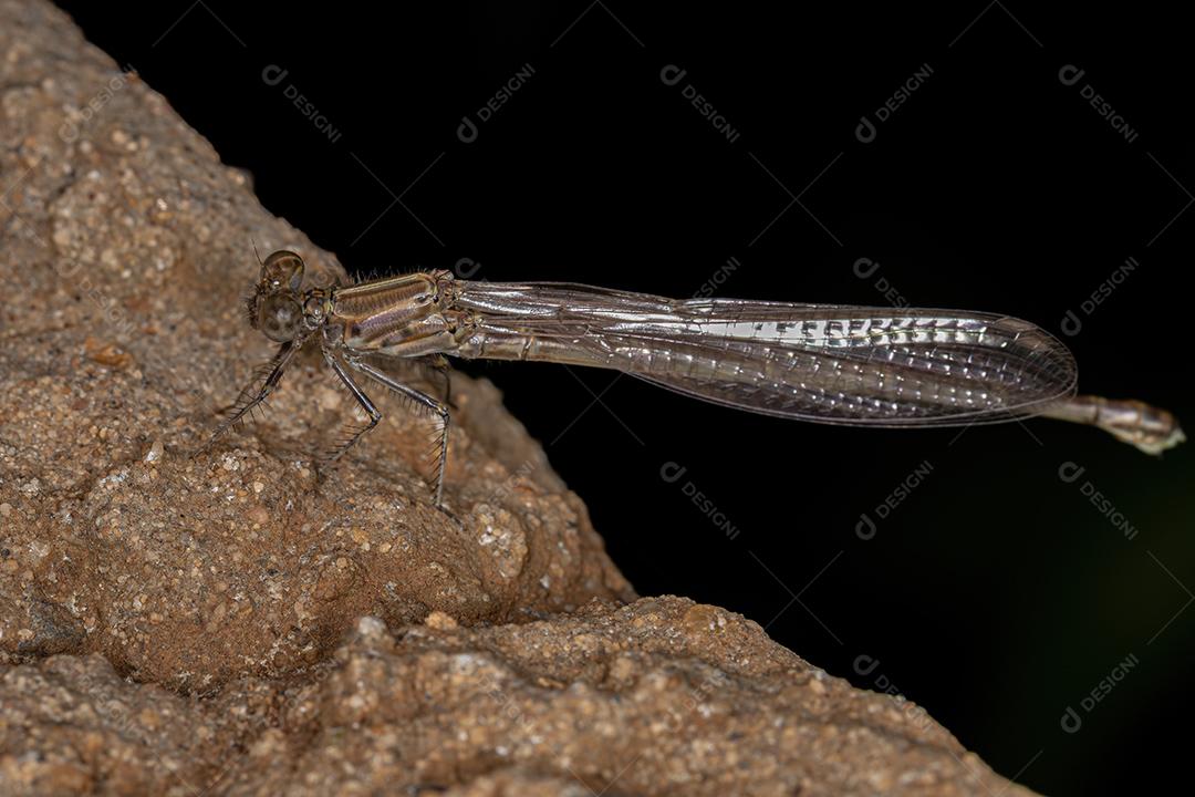 Inseto libelinha adulto da subordem Zygoptera