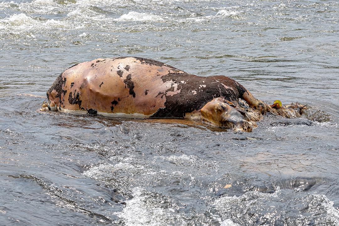 Grande vaca morta no início do processo de decomposição na beira de um rio