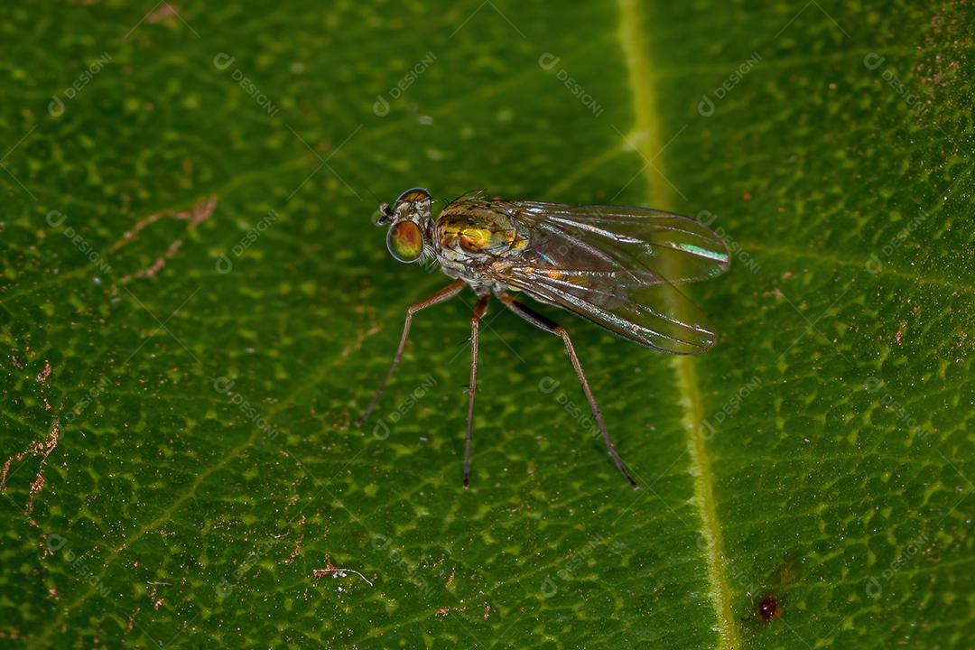 Mosca de pernas compridas adulta da família Dolichopodidae