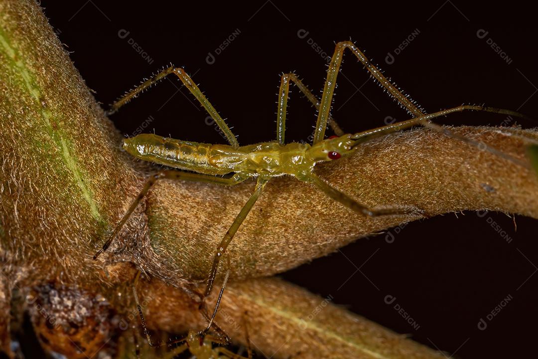 Assassin Bug Ninfa da Tribo Harpactorini