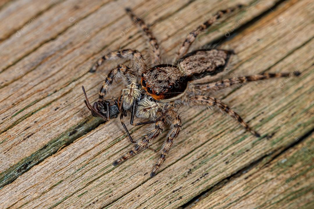 Aranha de salto de parede cinza macho pequena da espécie Menemerus bivittatus
