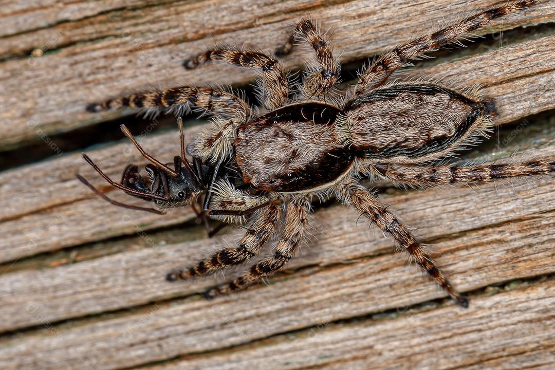 Aranha de salto de parede cinza macho pequena da espécie Menemerus bivittatus