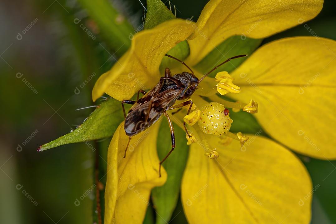 Tribo Myodochini de insetos de sementes de cor de sujeira adulta em uma flor