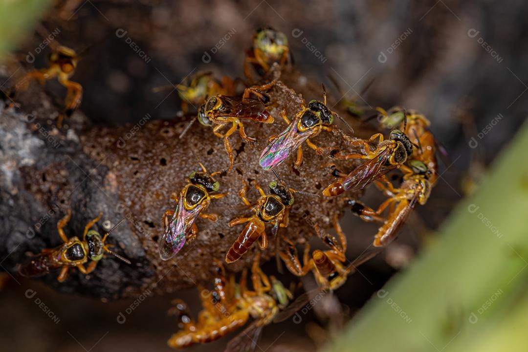 Abelhas Jatai adultas da espécie Tetragonisca angustula em visão macro