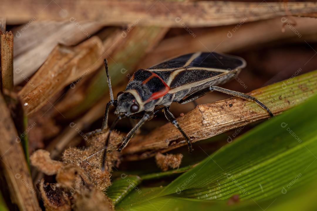 Adult seed bug of the genus Ochrostomus