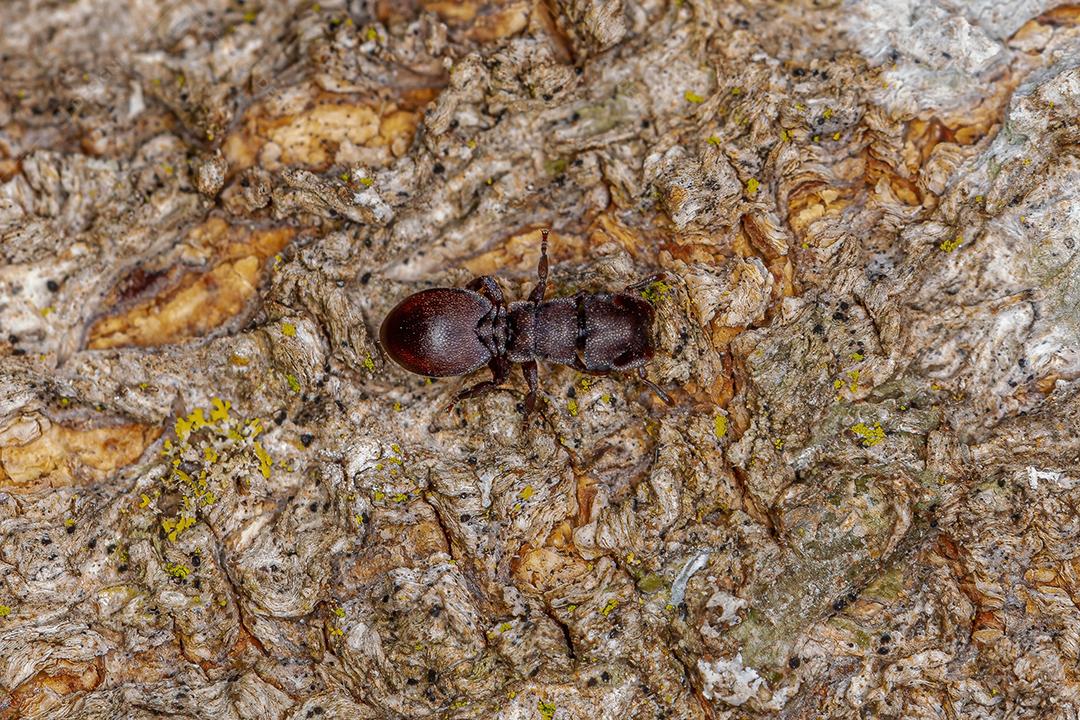 Formiga-tartaruga-vermelha adulta do gênero Cephalotes