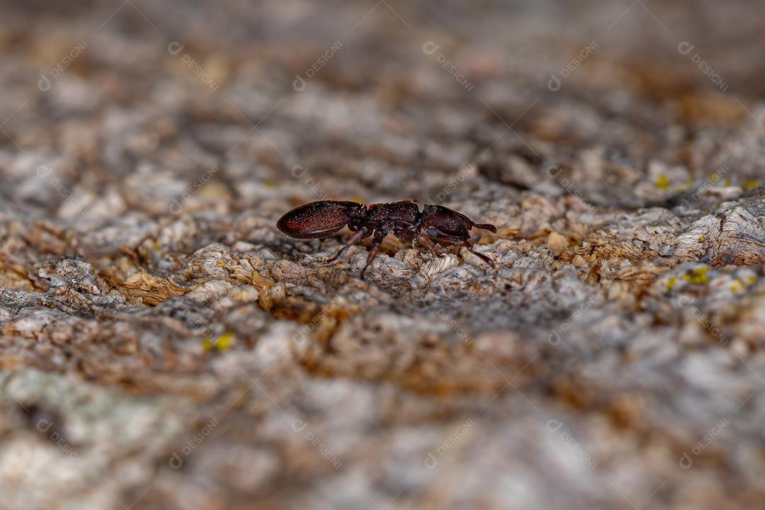 Formiga-tartaruga-vermelha adulta do gênero Cephalotes