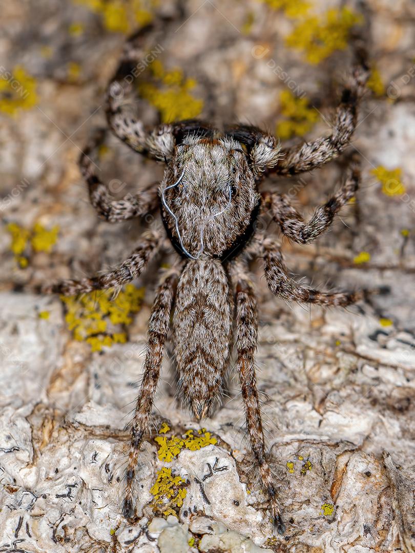 Aranha saltadora macho adulto da espécie Platycryptus magnus em um tronco de árvore
