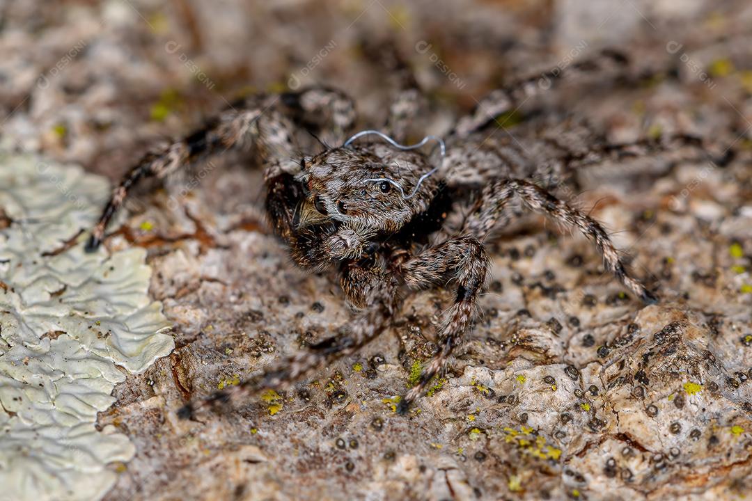 Aranha saltadora macho adulto da espécie Platycryptus magnus em um tronco de árvore