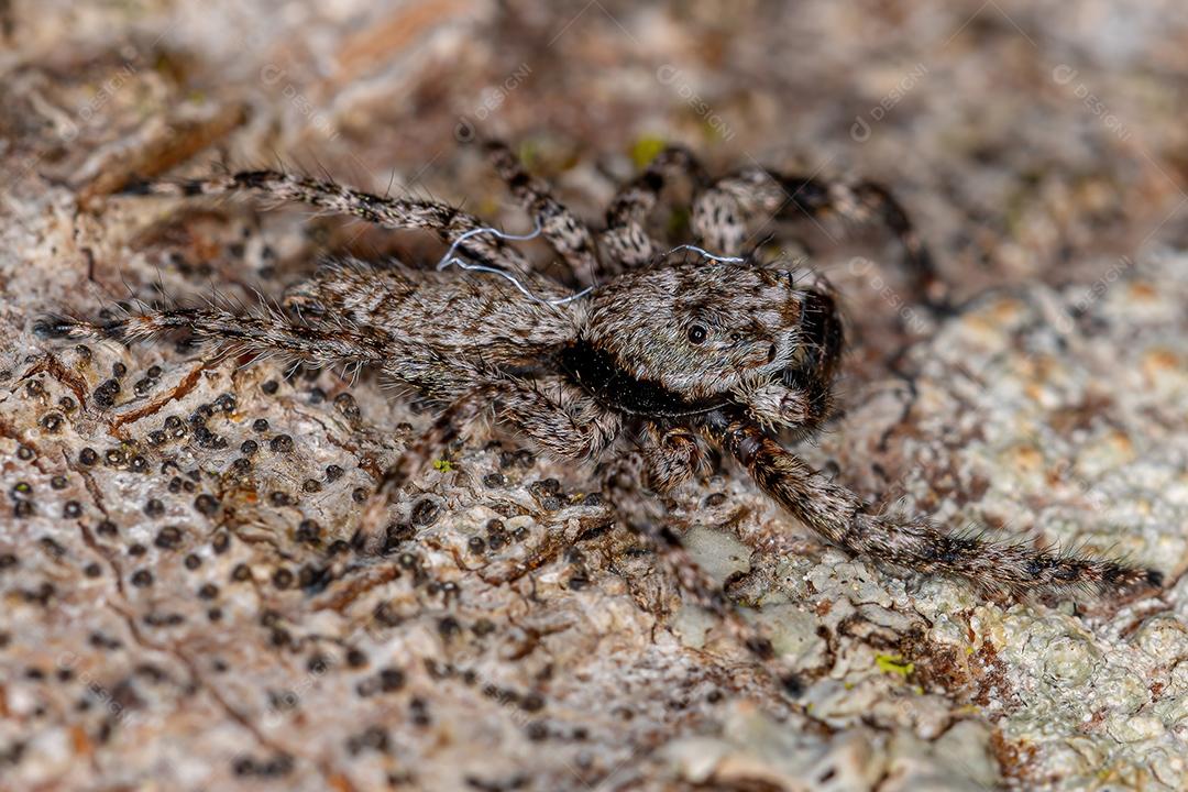 Aranha saltadora macho adulto da espécie Platycryptus magnus em um tronco de árvore