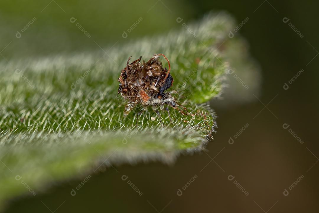 Larva crisopídeo verde da família Chrysopidae