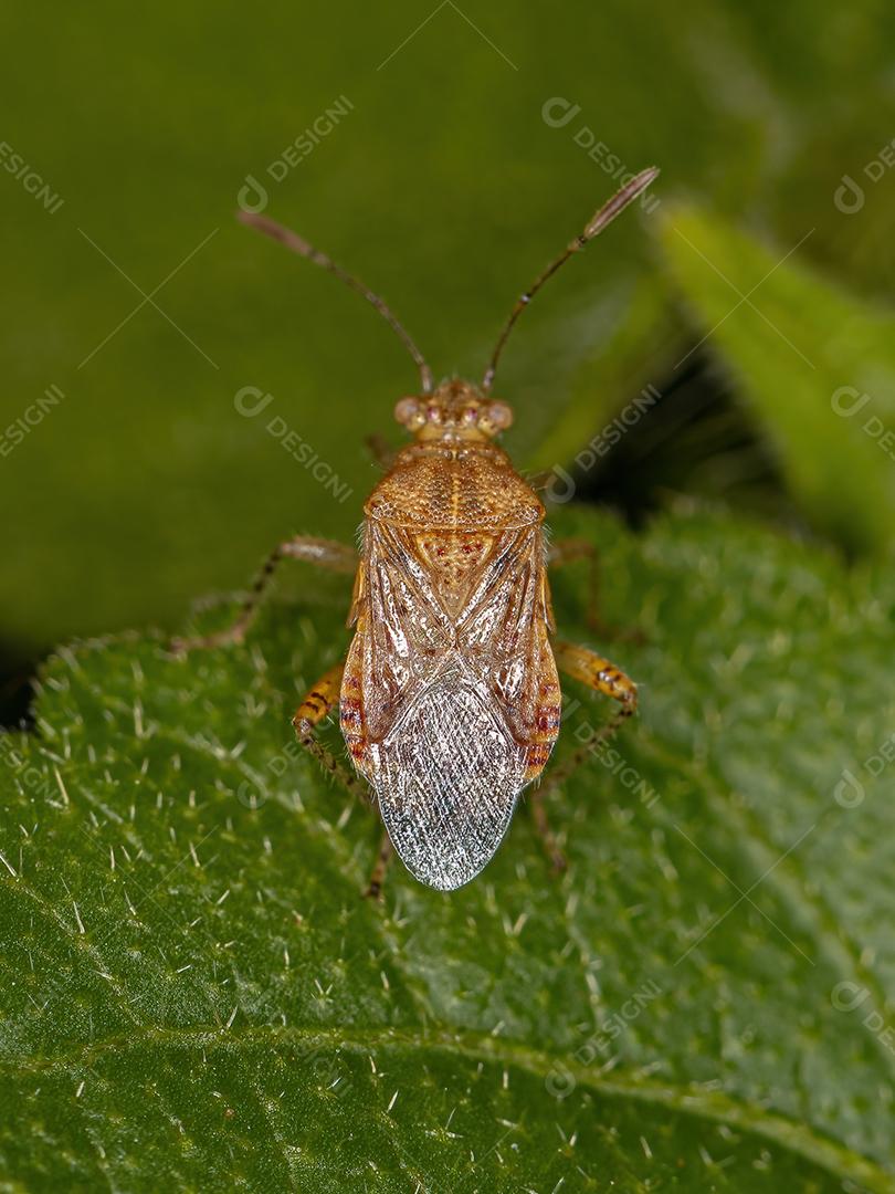 Inseto Pentatomomorfo adulto da Infraordem Pentatomomorfo
