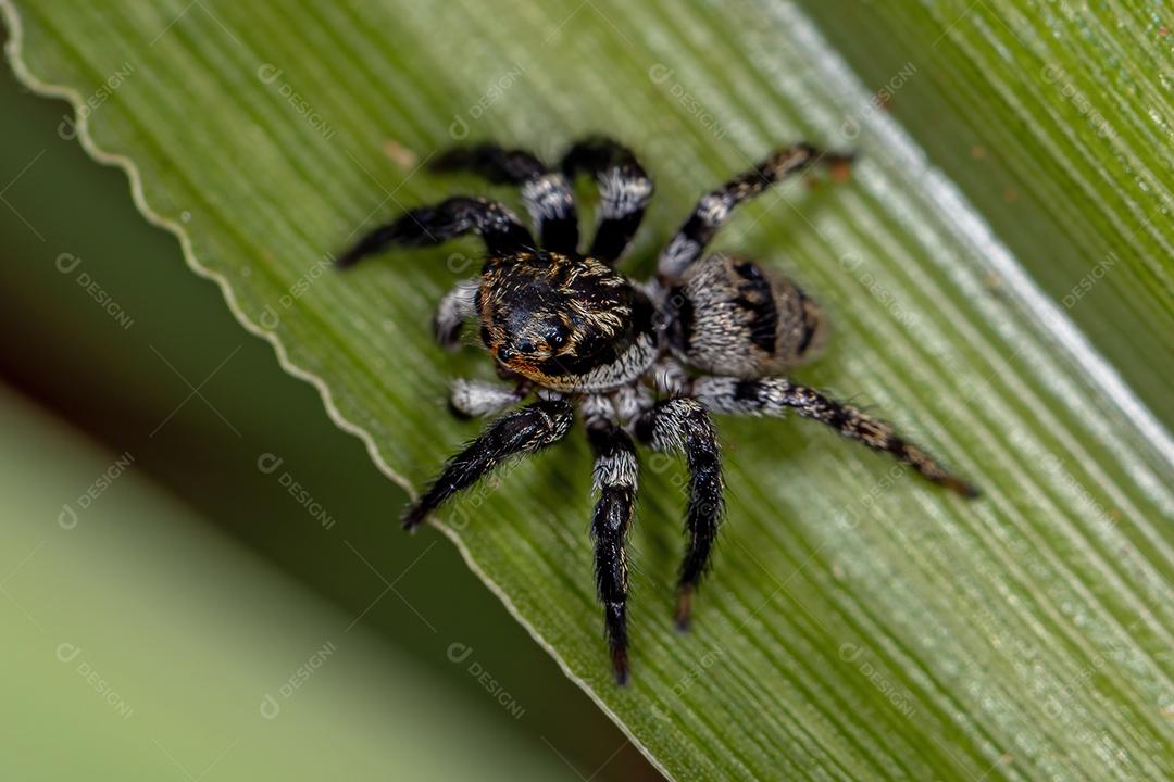 Aranha saltadora adulta do gênero Corythalia