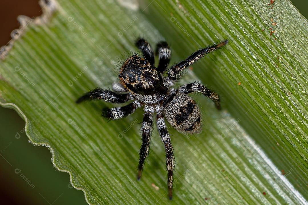 Aranha saltadora adulta do gênero Corythalia