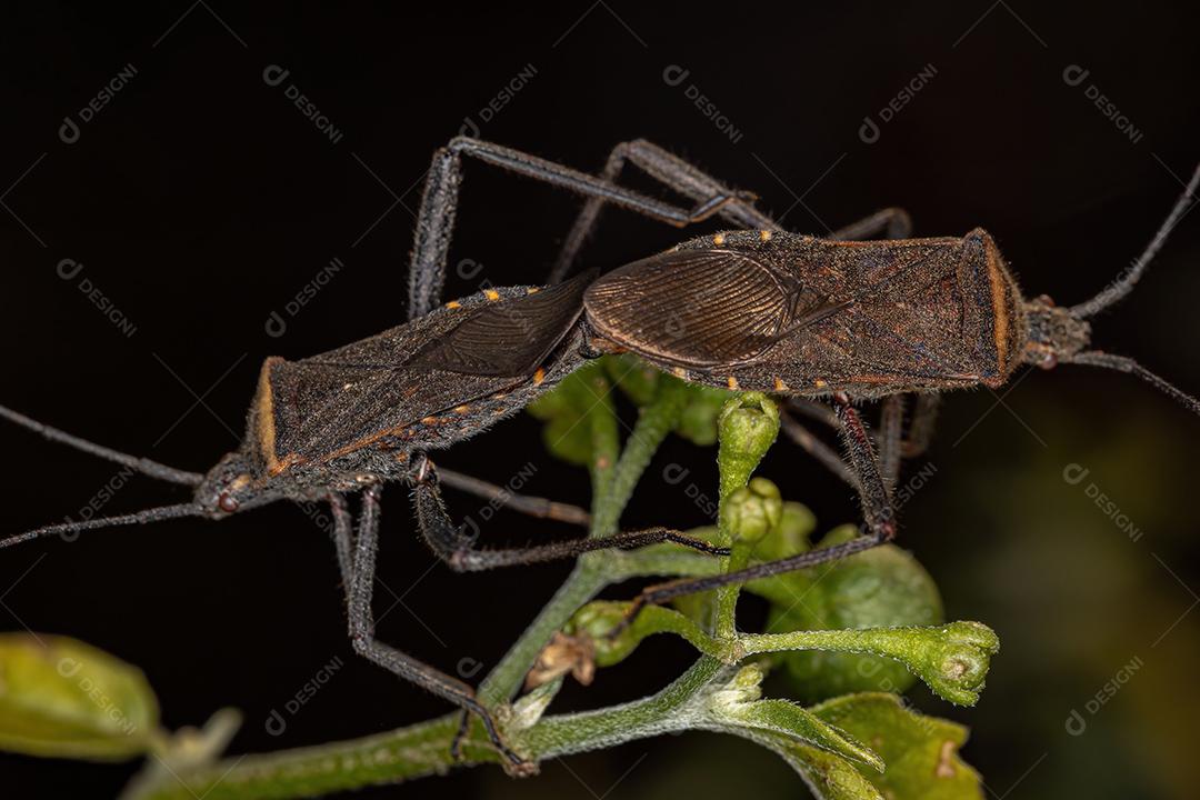 Inseto-pé-de-folha adulto da espécie Phthiacnemia picta