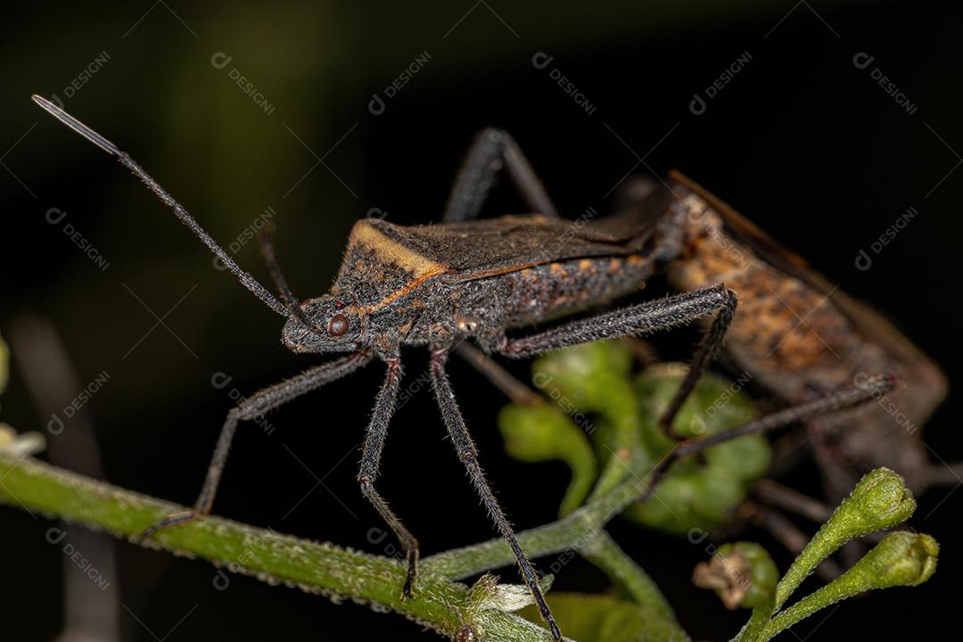 Inseto-pé-de-folha adulto da espécie Phthiacnemia picta