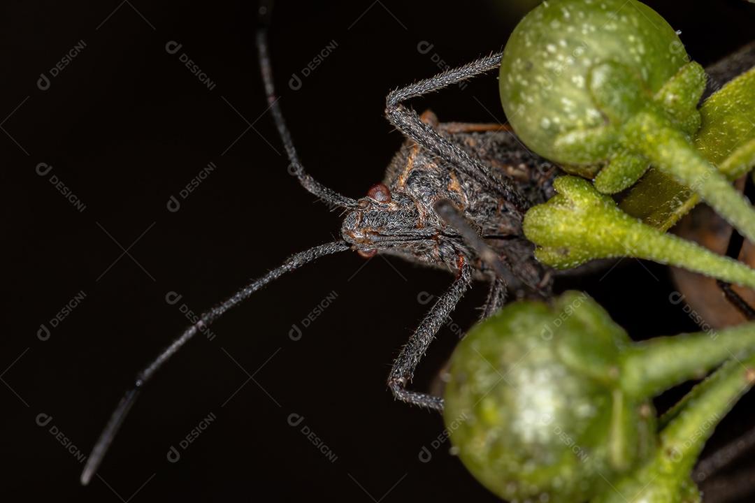 Inseto-pé-de-folha adulto da espécie Phthiacnemia picta