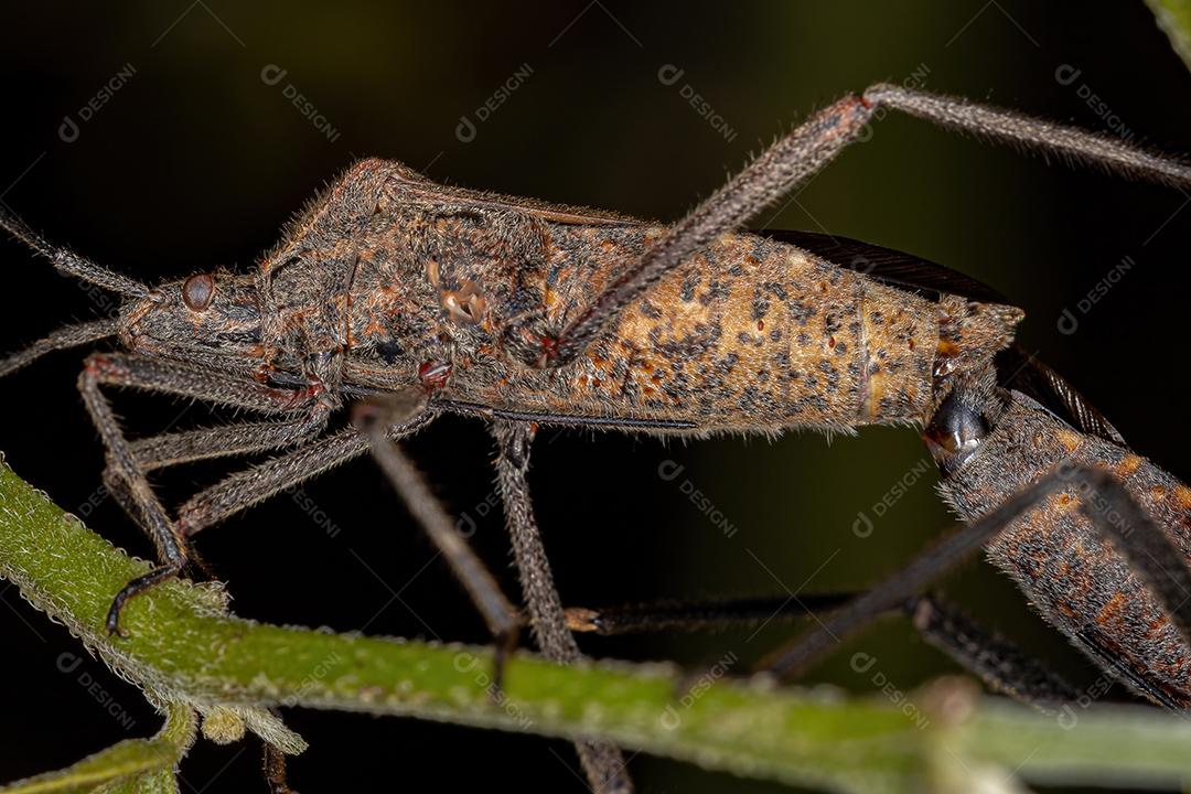Inseto-pé-de-folha adulto da espécie Phthiacnemia picta