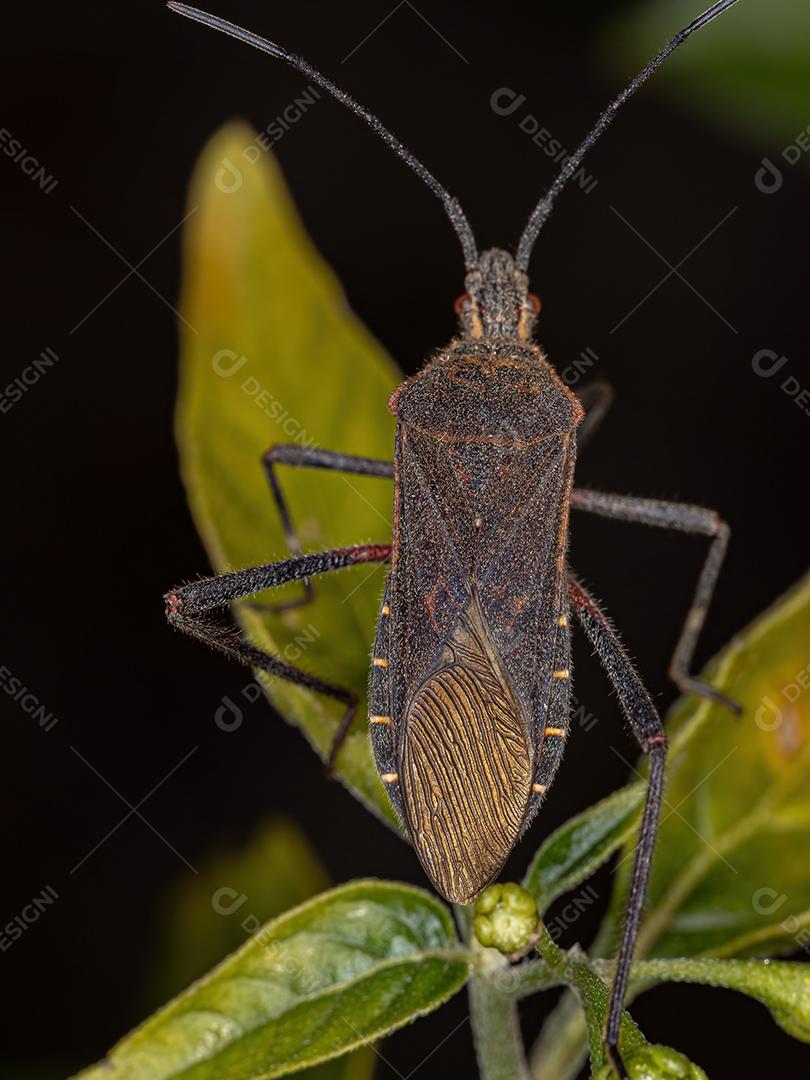 Inseto-pé-de-folha adulto da espécie Phthiacnemia picta