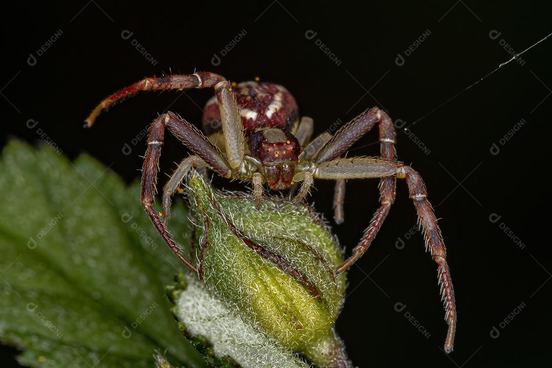 Aranha-caranguejo fêmea adulta da família Thomisidae