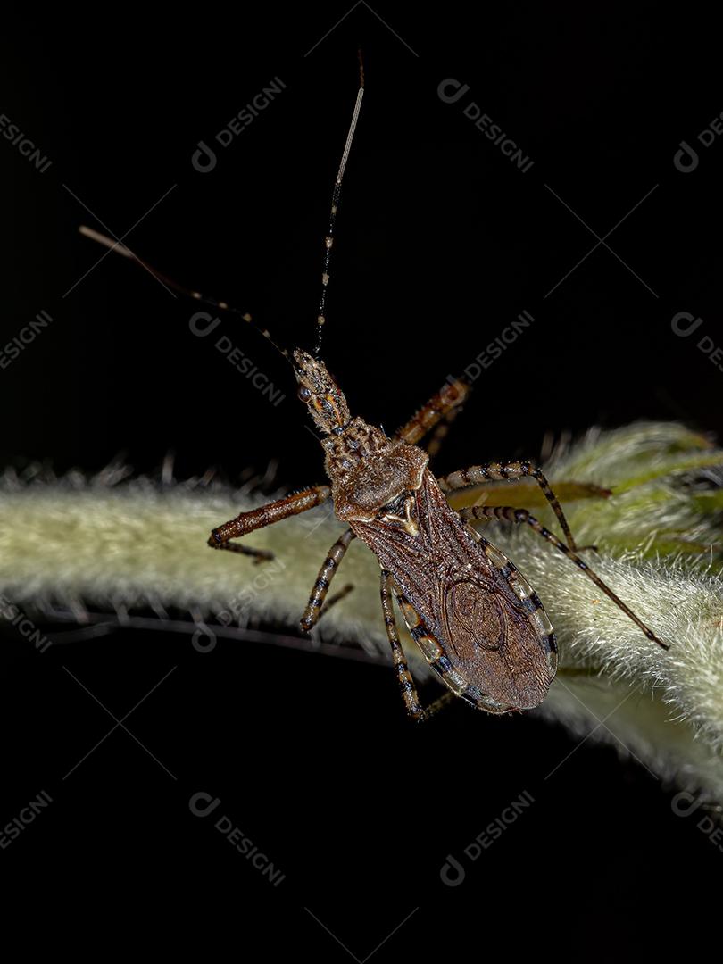 Inseto Assassino Adulto do Gênero Cosmoclopius