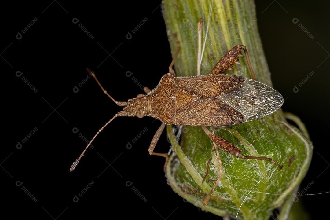 Inseto de planta sem cheiro adulto do gênero Harmostes