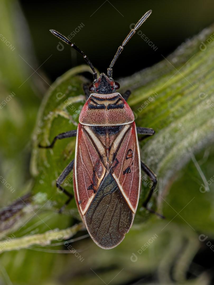 Inseto-semente cruzado branco adulto do gênero Neacoryphus
