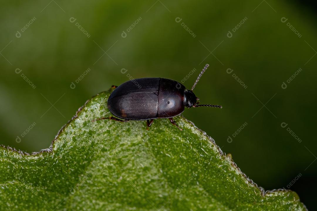 Besouro Darkling adulto da família Tenebrionidae