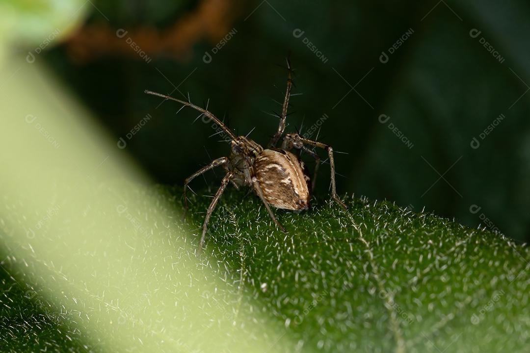 Aranha lince listrada do gênero Oxyopes